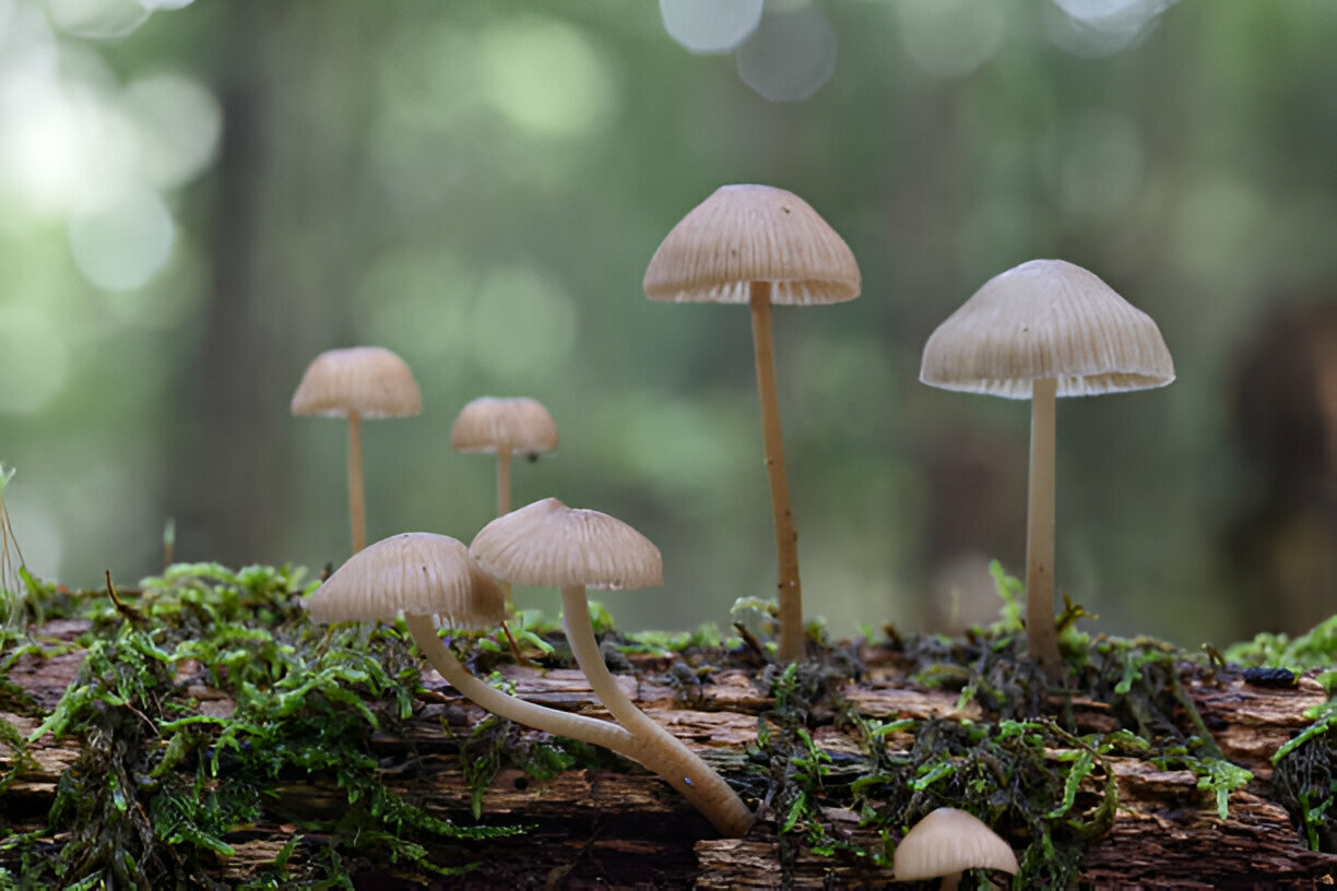 How To Grow Psilocybin Mushrooms At Home