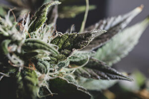 TOP 10 STRONGEST SATIVA STRAINS