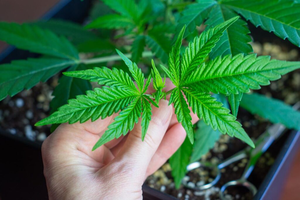 Seasonal Changes the Cannabis Majestic Greens